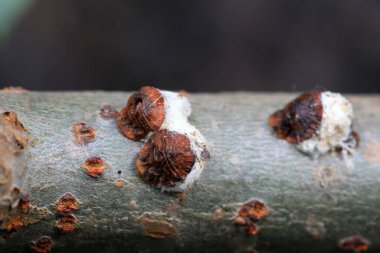 Kuzey Çin 'deki dallardaki böcekleri ölçeklendir.