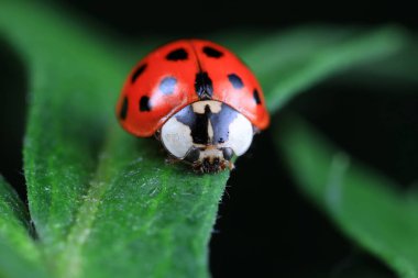 Kuzey Çin 'deki yabani bitkilerde uğur böcekleri