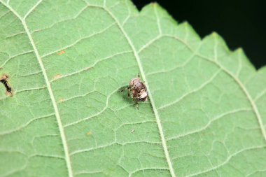 Kuzey Çin 'deki yabani bitkilerin üzerindeki Cicadellidae böcekleri.