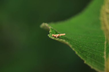 Lepidoptera böcekleri vahşi doğada, Kuzey Çin