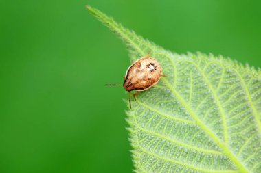 Vahşi doğada hemiptera böcekleri, Kuzey Çin