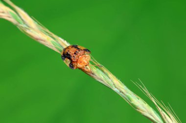 Hispidae ailesi Kuzey Çin 'de bitkilerin üzerinde sürünüyor.