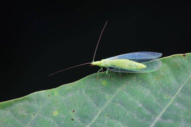 Kuzey Çin 'de nöropteranın işlevsel bir böceği.