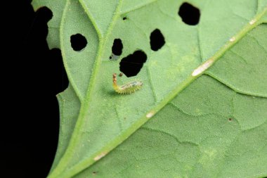 Hispidae ailesi Kuzey Çin 'de bitkilerin üzerinde sürünüyor.