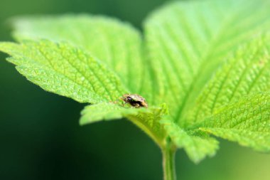 Hispidae ailesi Kuzey Çin 'de bitkilerin üzerinde sürünüyor.