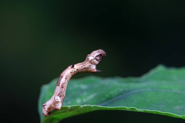 Lepidoptera larva larvası vahşi doğada, Kuzey Çin