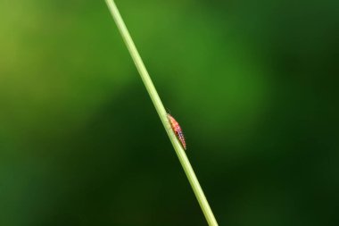 Kahverengi kum sineği larvaları Kuzey Çin 'de yabani otlar üzerinde sürünüyor.