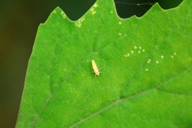 Kuzey Çin 'deki yabani bitkilerde uğur böcekleri