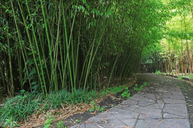 Pekin Botanik Bahçesinde yeşil bambu