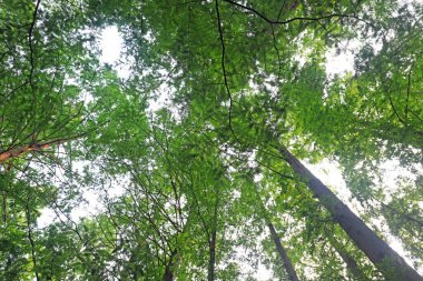 Metasequoia plants in Beijing Botanical Garden clipart