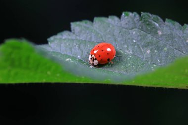 Kuzey Çin 'deki yabani bitkilerde uğur böcekleri