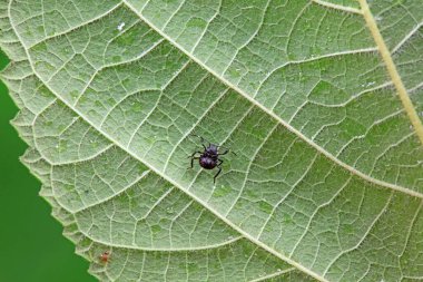 Vahşi doğada hemiptera böcekleri, Kuzey Çin