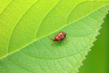 Vahşi doğada hemiptera böcekleri, Kuzey Çin