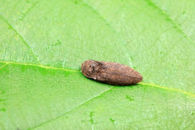 Kuzey Çin 'deki yabani bitkilerin üzerindeki yaprak böceği.