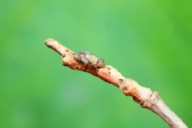Kuzey Çin 'deki yabani bitkilerin üzerinde uçuyor.