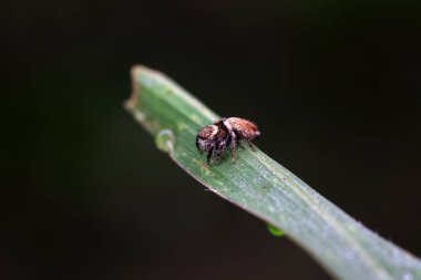 Vahşi doğadaki örümcekler, Kuzey Çin