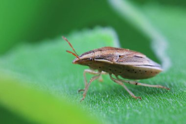 Vahşi doğada hemiptera böcekleri, Kuzey Çin