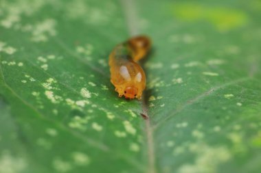 Kuzey Çin 'deki yabani bitkilerin üzerinde arı larvaları.
