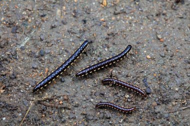 Kuzey Çin 'de diplopoda hayvan sınıfı.