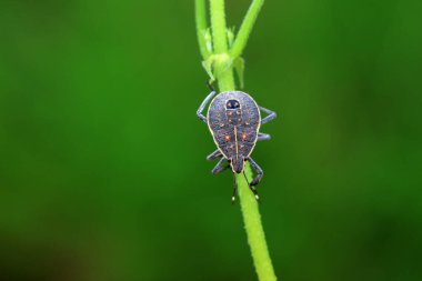 Vahşi doğada hemiptera böcekleri, Kuzey Çin