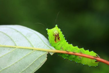 Lepidoptera larvaları vahşi doğada, Kuzey Çin