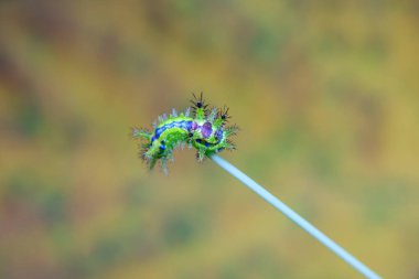 Lepidoptera larvaları vahşi doğada, Kuzey Çin