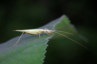 Kuzey Çin 'deki yabani bitkiler üzerine ağaç cırcırböceği