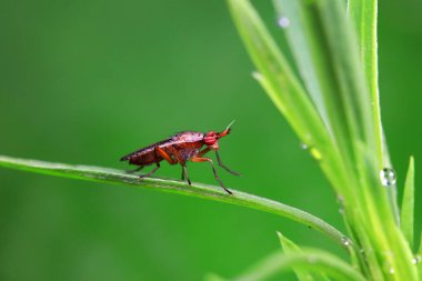 Flies on wild plants, North China clipart