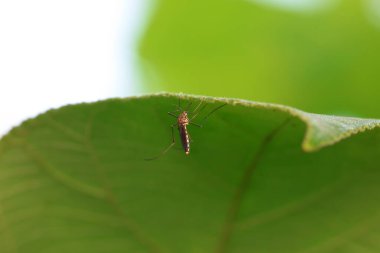 Vahşi doğada sivrisinek, Kuzey Çin