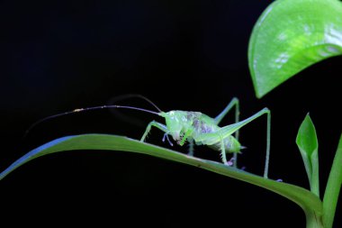 Kuzey Çin 'de Katydid perileri.