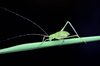 Kuzey Çin 'de Katydid perileri.
