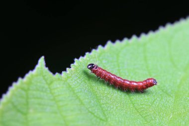 Lepidoptera larvaları vahşi doğada, Kuzey Çin