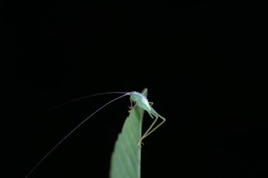 Kuzey Çin 'de Katydid perileri.