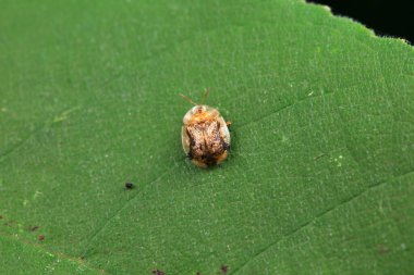 Hispidae ailesi Kuzey Çin 'de bitkilerin üzerinde sürünüyor.