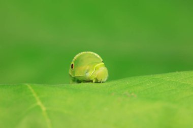 Lepidoptera larvaları vahşi doğada, Kuzey Çin