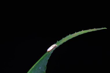 Kuzey Çin 'deki yabani bitkilerin üzerine ağustos böceği yaprağı