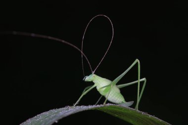 Kuzey Çin 'de Katydid perileri.