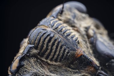 Kuzey Çin 'deki yabani bitkilerin üzerine ağustos böceği yaprağı