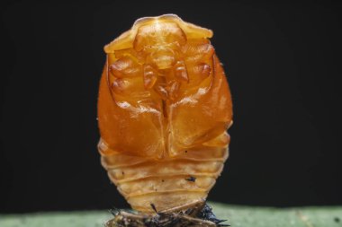 Kuzey Çin 'deki yabani bitkilerde uğur böcekleri