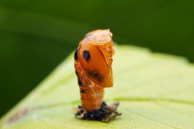 Kuzey Çin 'deki yabani bitkilerde uğur böcekleri