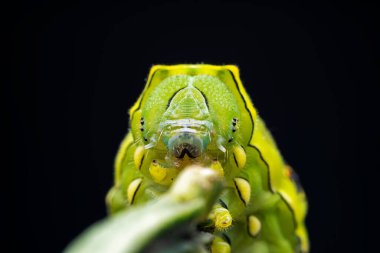 Lepidoptera larvaları vahşi doğada, Kuzey Çin