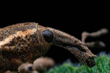 Yabani bitkiler, Kuzey Çin