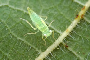 Kuzey Çin 'deki yabani bitkilerin üzerine ağustos böceği yaprağı