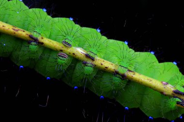 Lepidoptera larvaları vahşi doğada, Kuzey Çin