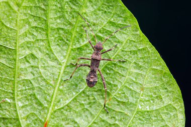 Kuzey Çin 'de, yaban arısı uçlu pis kokulu böcek