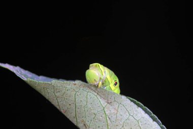 Lepidoptera larvaları vahşi doğada, Kuzey Çin