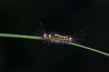 Lepidoptera larvaları vahşi doğada, Kuzey Çin