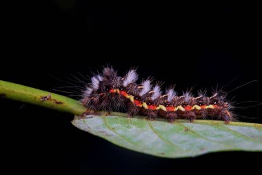 Lepidoptera larvaları vahşi doğada, Kuzey Çin