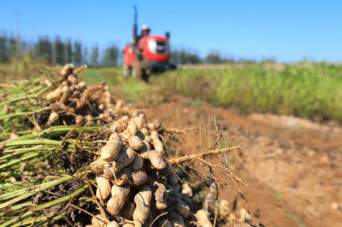 Çiftçiler Kuzey Çin 'deki tarlalarda fıstık toplamak için tarım makineleri kullanıyorlar.