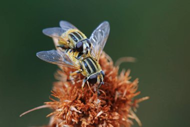 Kuzey Çin 'de yaprak biti sinekleri yiyor.